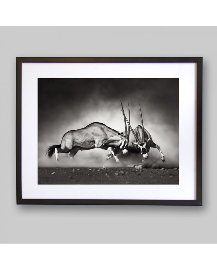 Lucha de antílopes en la sabana, Parque Nacional Etosha, Namibia