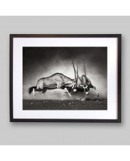 Lucha de antílopes en la sabana, Parque Nacional Etosha, Namibia