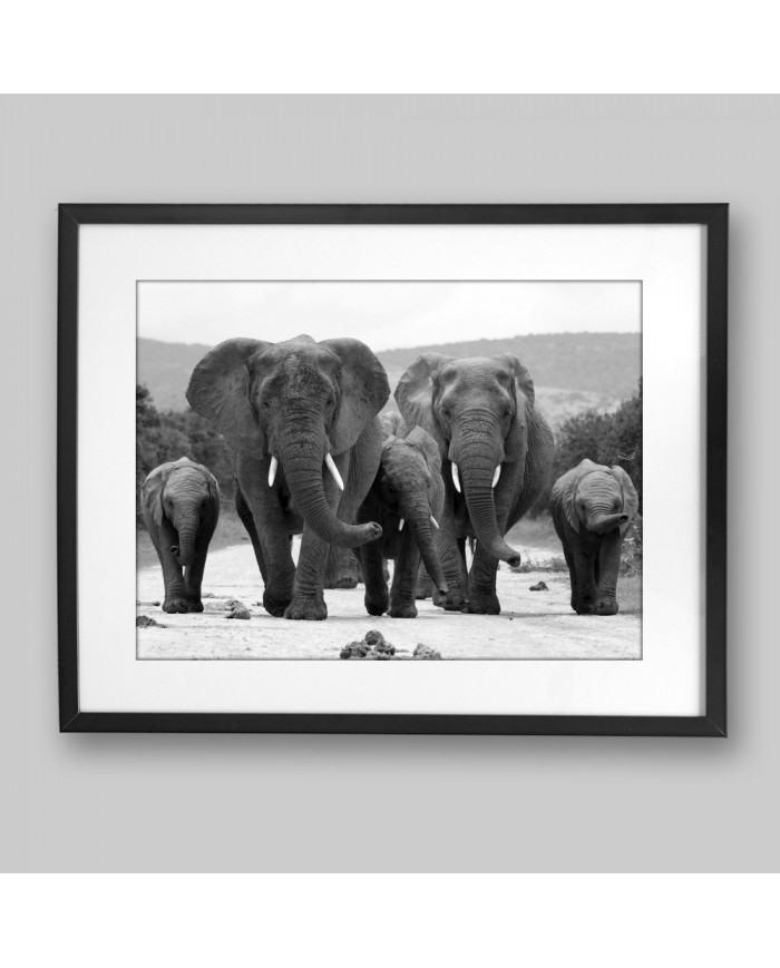 Manada de elefantes, parque nacional Kruger, SudÁfrica