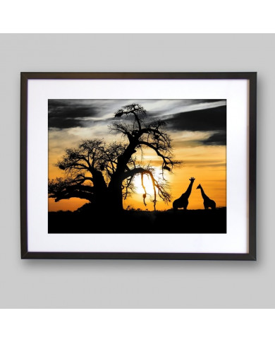 African savannah with baobab and giraffes