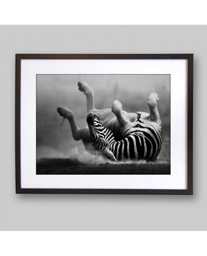 Cebra del Parque Nacional de Ngorongoro, Tanzania