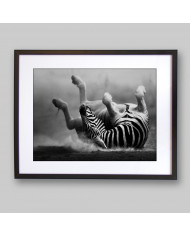 Cebra del Parque Nacional de Ngorongoro, Tanzania