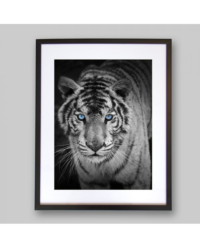 Mirada penetrante del tigre blanco, India