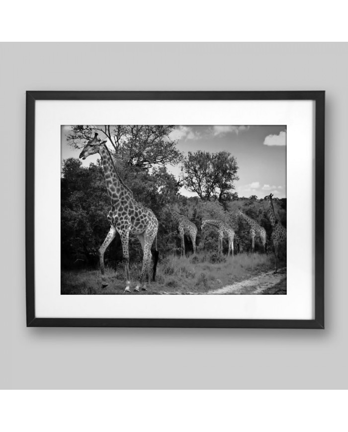 Jirafas en el arque nacional Kruger, SudÁfrica