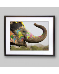 Elefante en el festival de Jaipur, India