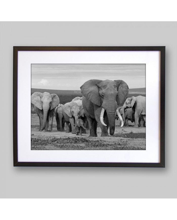 Manada de elefantes,Addo Elephant National Park,Sudáfrica