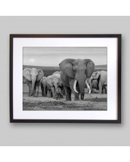 Manada de elefantes,Addo Elephant National Park,Sudáfrica