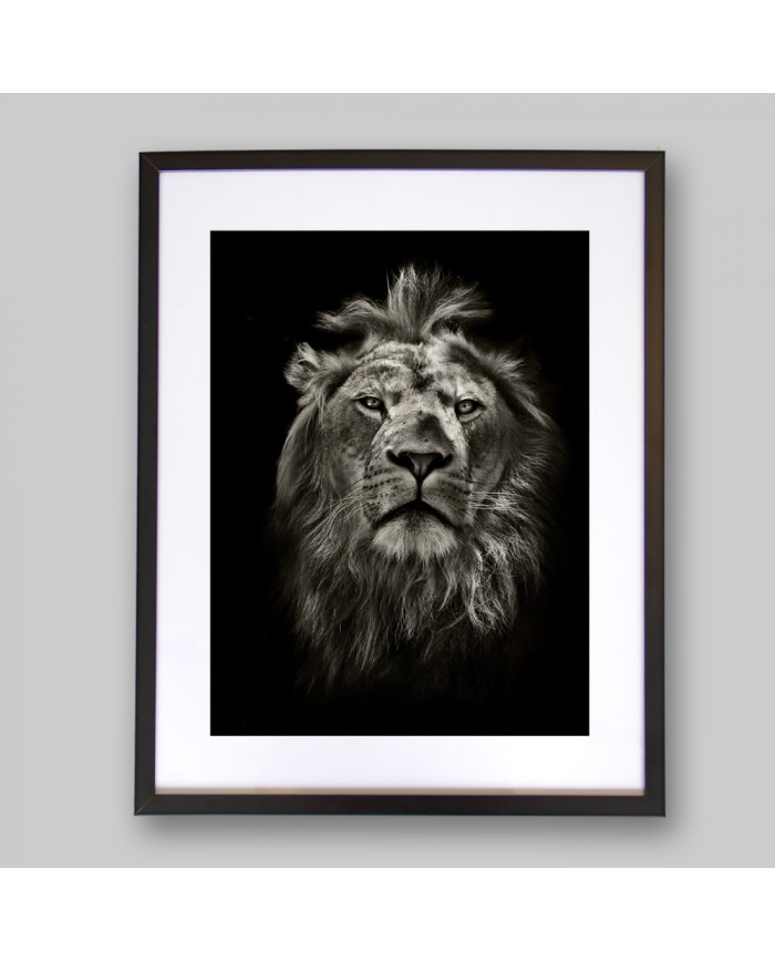 Retrato del león, Parque Nacional Masai Mara, Tanzania