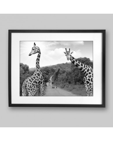 Giraffes, Kruger National Park, South Africa