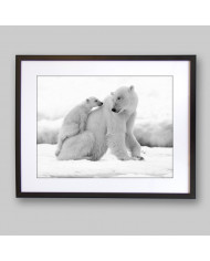 Oso polar con su cría