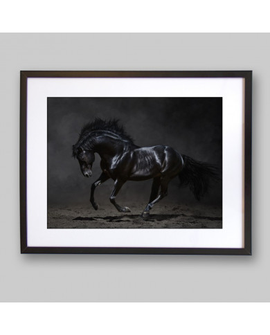 Caballo negro galopando Caballo negro galopando