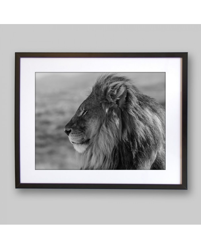 León majestuoso, Parque Nacional Kruger, SudÁfrica