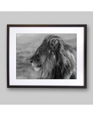 León majestuoso, Parque Nacional Kruger, SudÁfrica