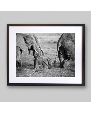 Family of Elephants in the savannah, Safari in Amboseli, Kenya