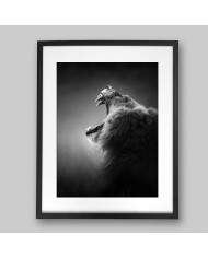 León, parque nacional Kruger, SudÁfrica