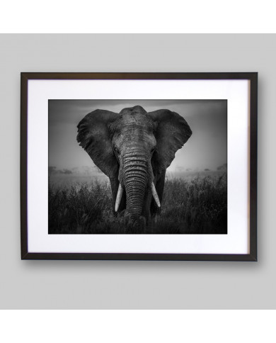 Elephant, Serengeti National Park, Tanzania