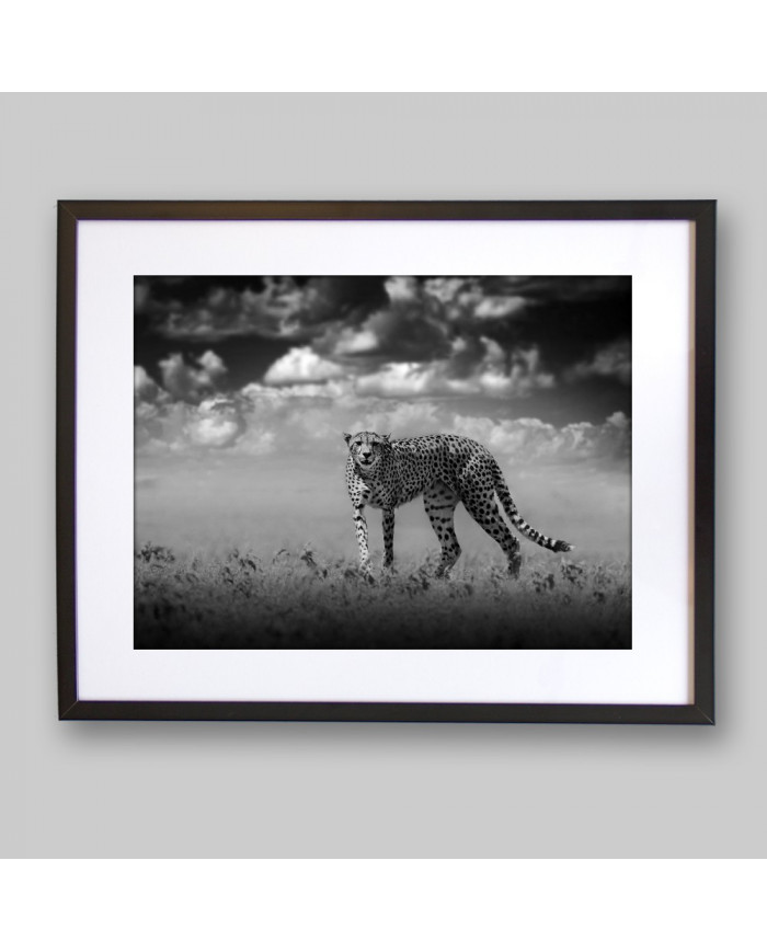 Cheetah, Parque Nacional Masai Mara, Tanzania