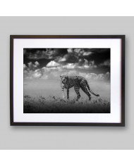 Cheetah, Parque Nacional Masai Mara, Tanzania