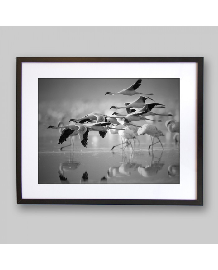 Bandada de flamencos enanos, Parque Nacional Nakuru, Kenia