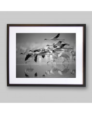 Bandada de flamencos enanos, Parque Nacional Nakuru, Kenia