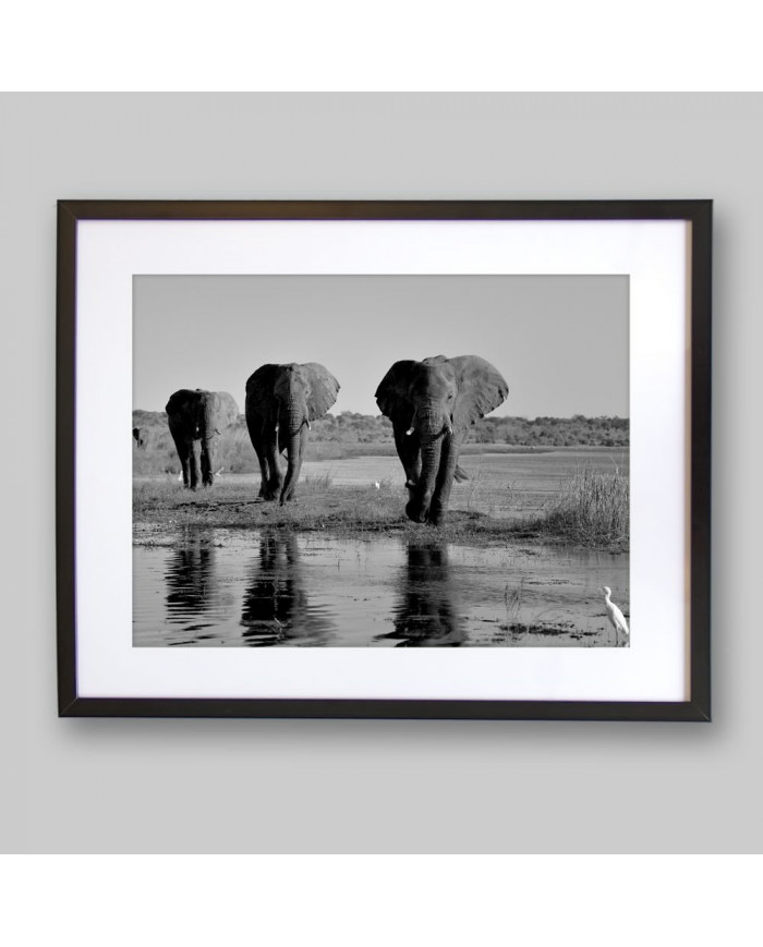 Camino de los elefantes,Botswana,Africa