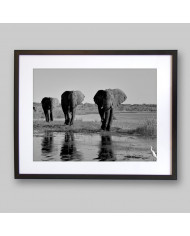 Camino de los elefantes,Botswana,Africa