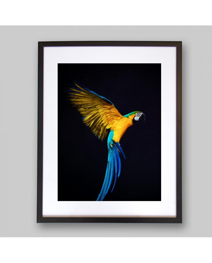 Retrato de un loro volando