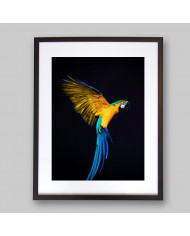 Retrato de un loro volando