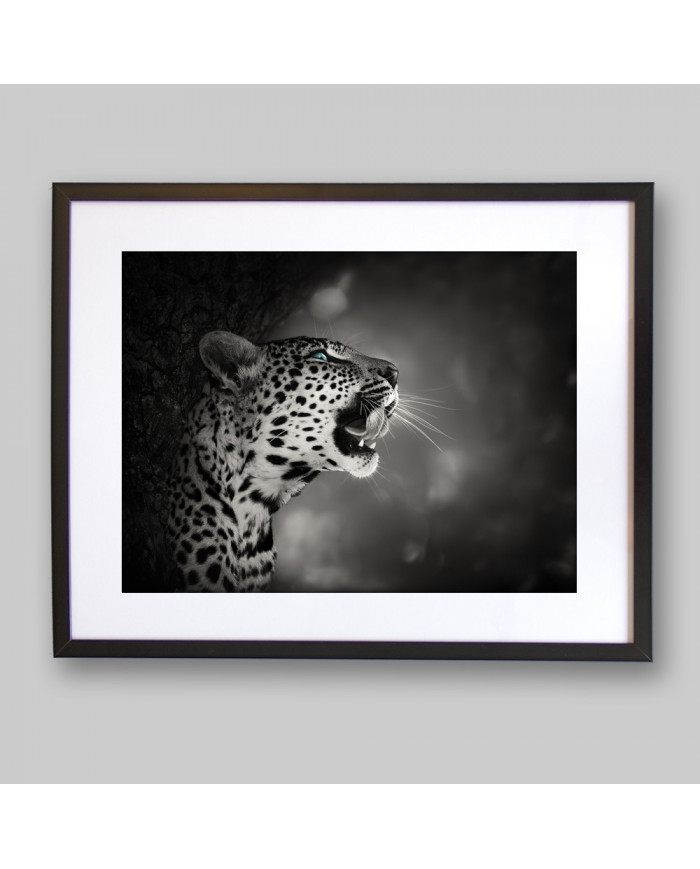 Leopardo, parque nacional Kruger, SudÁfrica