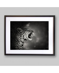 Leopardo, parque nacional Kruger, SudÁfrica