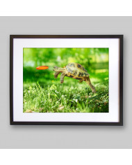 Salto de toruga para coger su frisbee