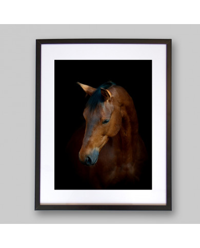 Retrato de caballo Retrato de caballo