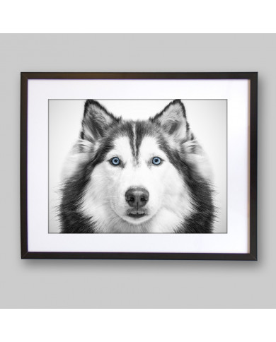 Husky siberiano Husky siberiano