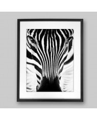 Retrato de un cebra, Parque Nacional Serengueti, Tanzania