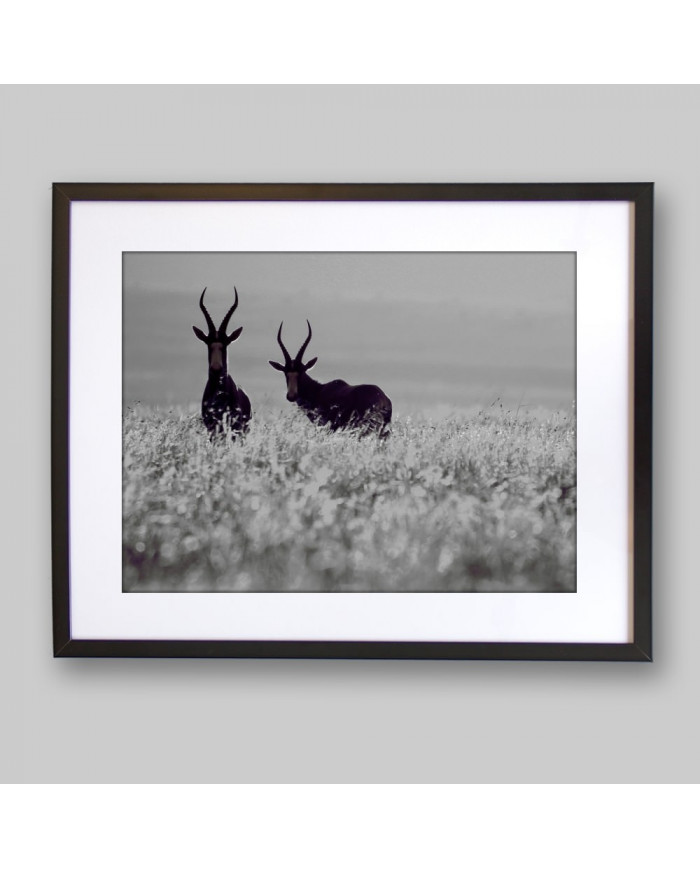 Antílopes, Golden Gate National Park, South Africa