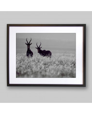 Antílopes, Golden Gate National Park, South Africa