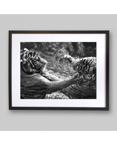Tigres jugando en el agua Tigres jugando en el agua