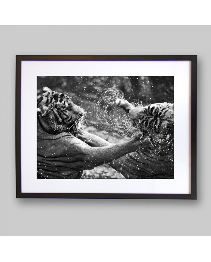 Tigres jugando en el agua