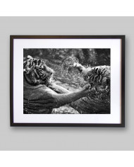 Tigres jugando en el agua