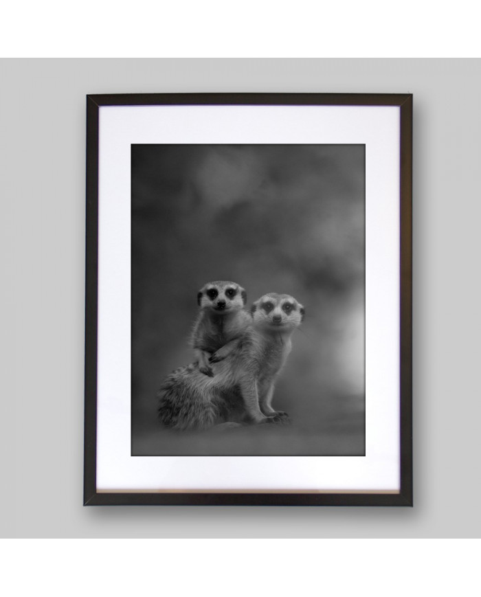 Pareja de suricatas, Desierto de Kalahari, Botswana