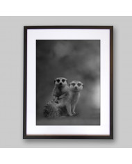 Pareja de suricatas, Desierto de Kalahari, Botswana