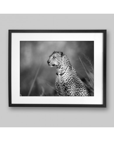 Leopard, Kalahari National Park, South Africa