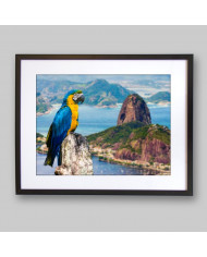 Guacamayo,Rio de Janeiro,Brasil