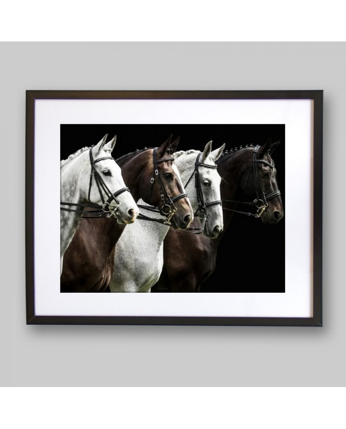 Caballos de competición