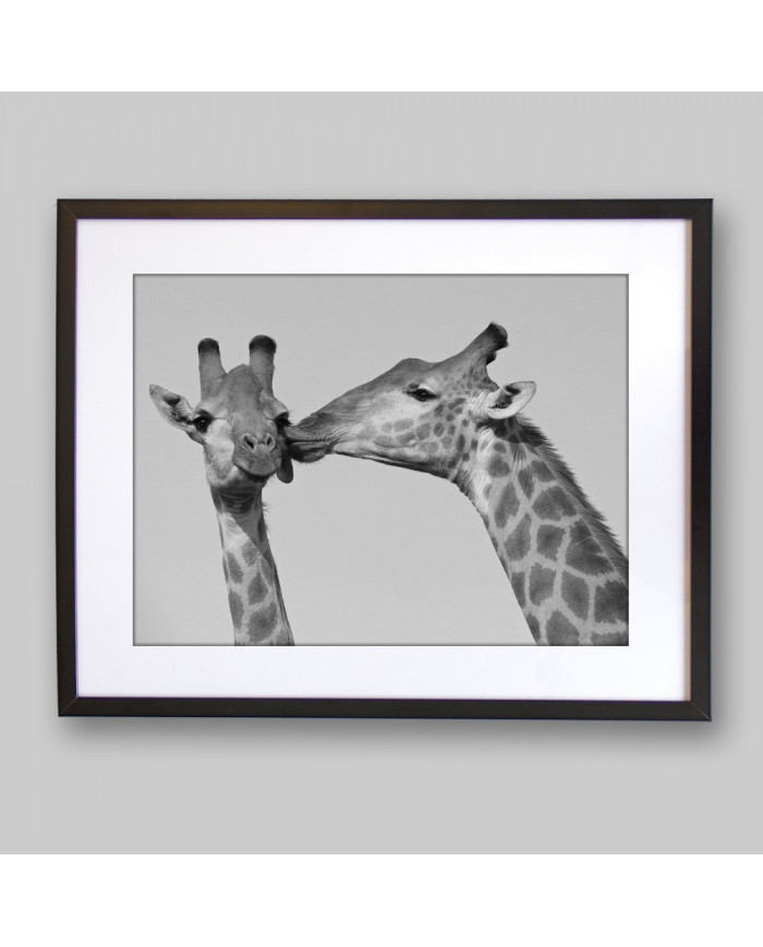 El beso de la jirafa, Kruger National Park, Sudáfrica