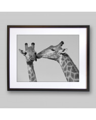 El beso de la jirafa, Kruger National Park, Sudáfrica