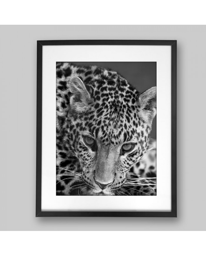 Leopardo, Parque Nacional Serengueti, Tanzania