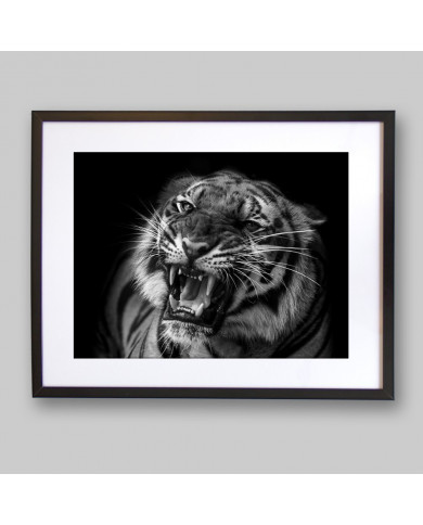 Tigre al acecho Tigre al acecho