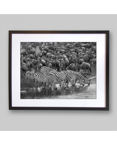 Cebras en migración, Parque Nacional Masai Mara, Kenia Cebras en migración, Parque Nacional Masai Mara, Kenia