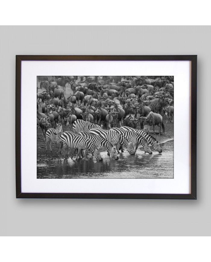 Cebras en migración, Parque Nacional Masai Mara, Kenia